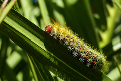 Pseudautomeris grammivora