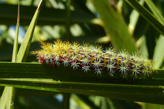 Pseudautomeris grammivora