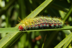 Pseudautomeris grammivora