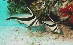 Eques lanceolatus