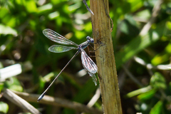 Lestes spatula
