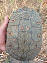 Trachemys venusta cataspila