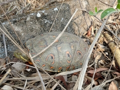 Trachemys venusta cataspila