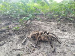 Grammostola pulchripes