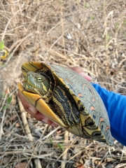 Trachemys venusta cataspila