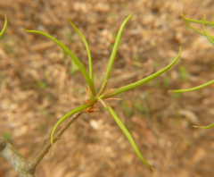Callirhytis quercusventricosa