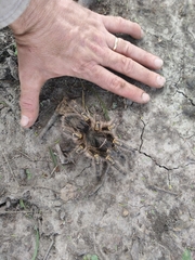 Grammostola pulchripes