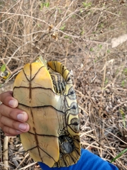 Trachemys venusta cataspila