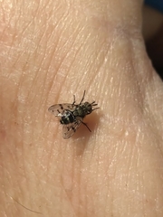 Homalactia harringtoni