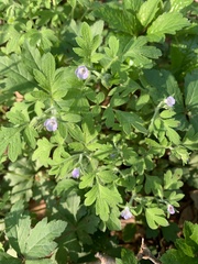 Phacelia covillei
