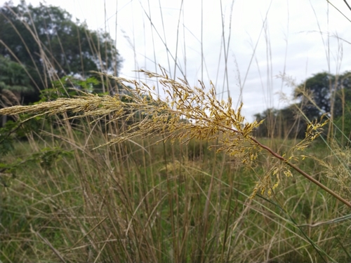 Image of Sorghastrum setosum by (c) Patricio Cowper Coles, some rights reserved (CC BY)