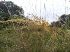 Sorghastrum setosum