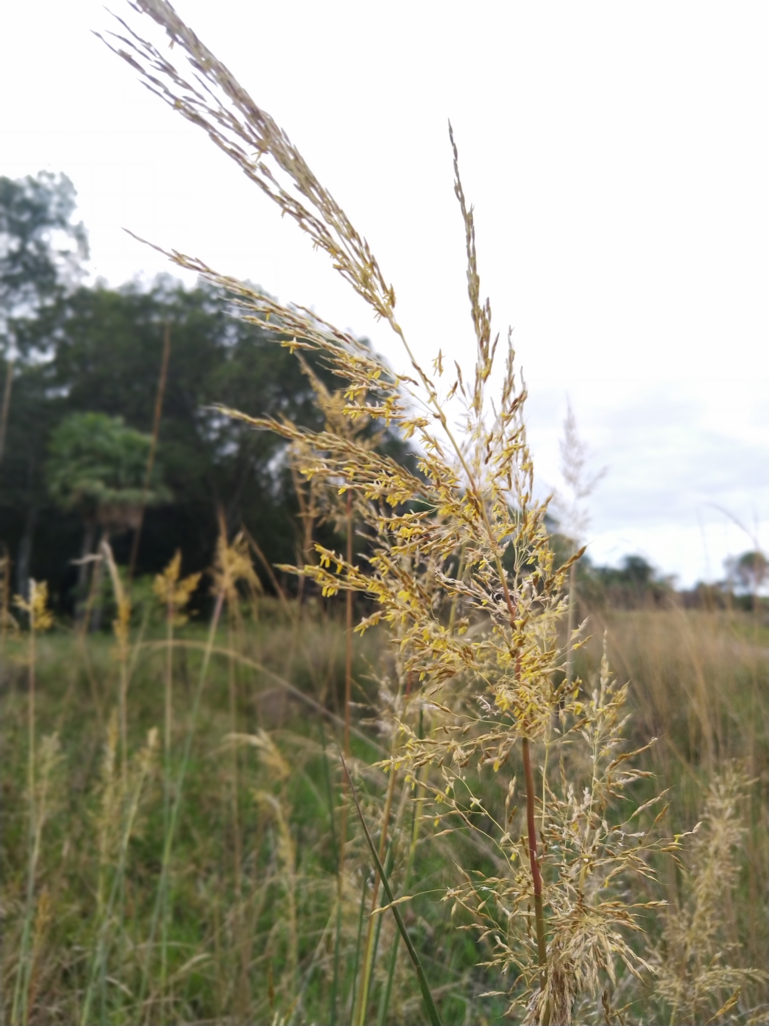 Sorghastrum setosum