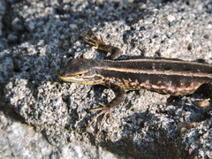 Liolaemus cyanogaster