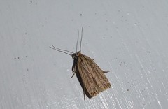Agonopterix umbellana