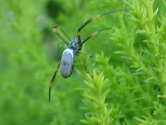 Trichonephila plumipes
