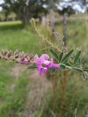 Desmodium cuneatum