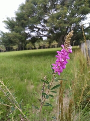 Desmodium cuneatum