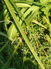Ischnura ramburii