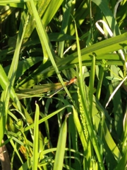 Ischnura ramburii