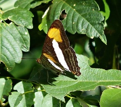 Adelpha abia