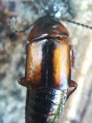 Tachinus subterraneus