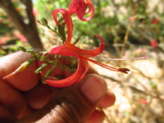 Anisacanthus