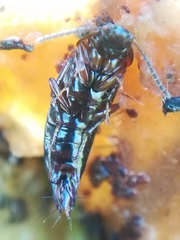 Tachinus subterraneus