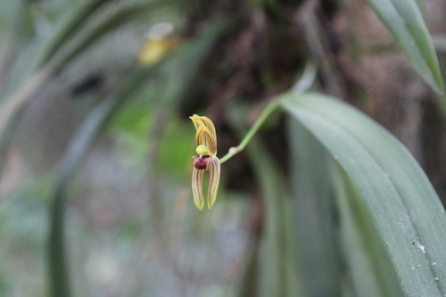 Maxillaria lineolata, photograph 6