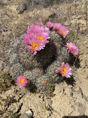Pediocactus nigrispinus