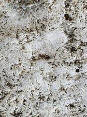 Prenolepis