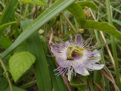 Passiflora chrysophylla