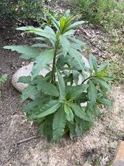 Verbesina alternifolia