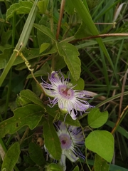 Passiflora chrysophylla
