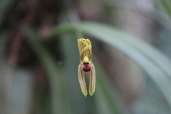 Maxillaria lineolata image
