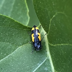 Ptosima gibbicollis