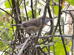 Pheugopedius rutilus