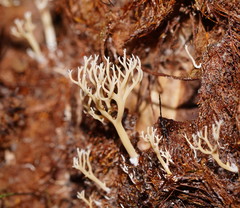 Phaeoclavulina ochracea