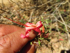Anisacanthus