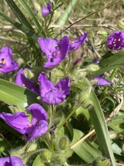 Tradescantia tharpii