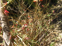 Anisacanthus