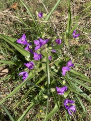 Tradescantia tharpii