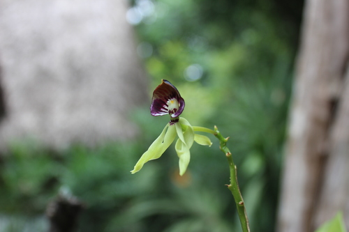 Prosthechea cochleata
