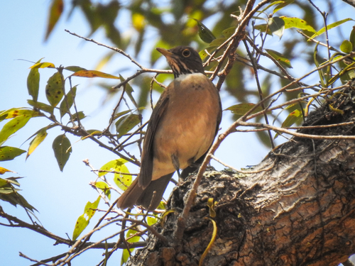 White-throated Thrush (Turdus assimilis), photo 8
