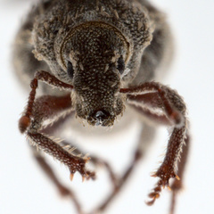 Trachyphloeus scabriculus