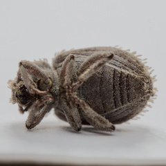 Trachyphloeus scabriculus