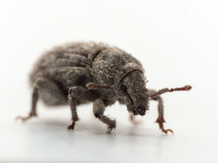 Trachyphloeus scabriculus
