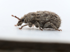 Trachyphloeus scabriculus