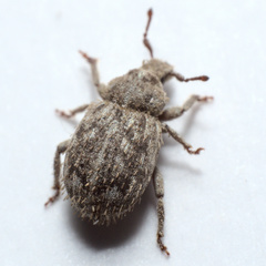 Trachyphloeus scabriculus