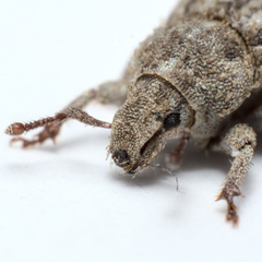 Trachyphloeus scabriculus
